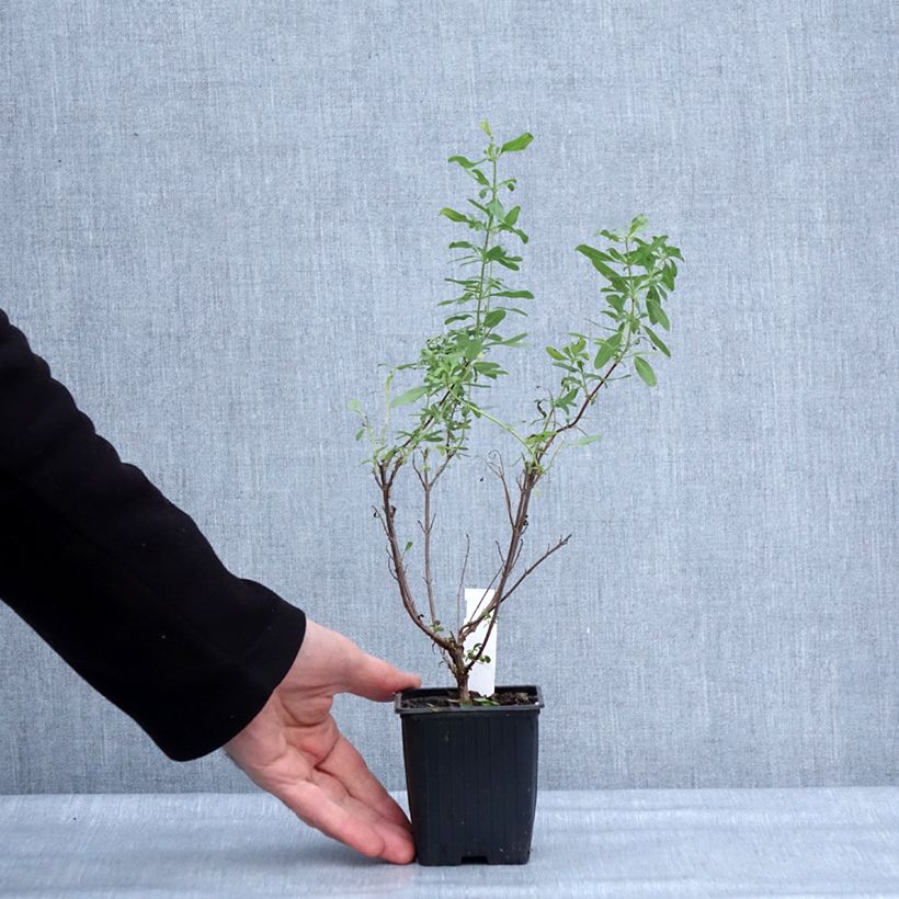 Spécimen de Sauge arbustive - Salvia greggii Sungold (Devon Cream) Godet de 8/9 cm tel que livré en hiver