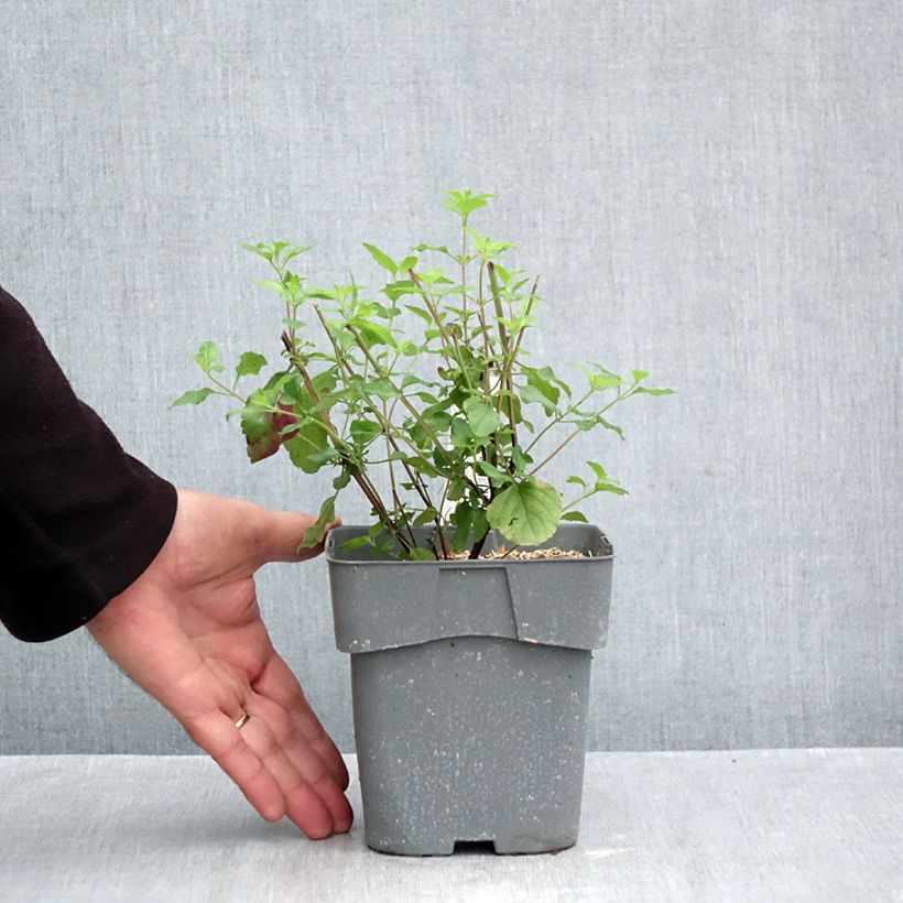 Spécimen de Sauge arbustive - Salvia microphylla Hot Lips Pot de 2L/3L tel que livré en automne