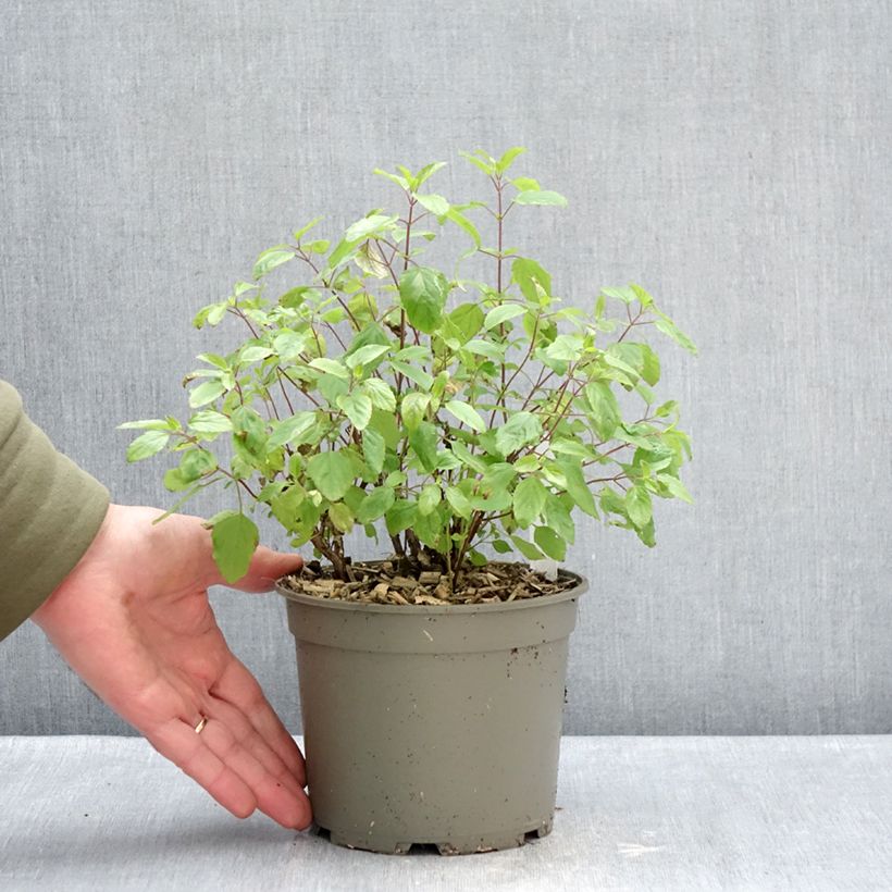 Spécimen de Sauge arbustive - Salvia microphylla Hot Lips Pot de 2L/3L tel que livré en hiver