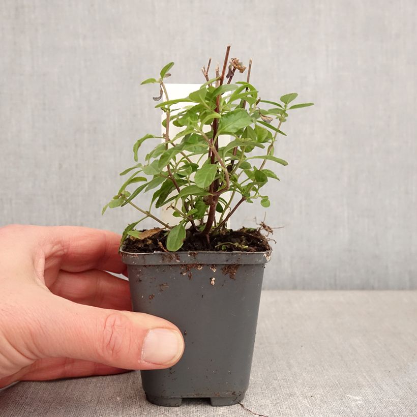 Spécimen de Sauge arbustive So Cool Pale Blue - Salvia microphylla Godet de 8/9 cm tel que livré en hiver