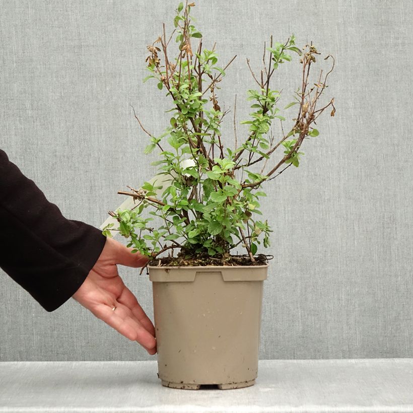 Spécimen de Sauge arbustive So Cool Pale Blue - Salvia microphylla Pot de 3L/4L tel que livré en automne