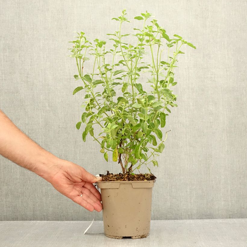 Spécimen de Sauge arbustive So Cool Pale Blue - Salvia microphylla Pot de 3L/4L tel que livré en été