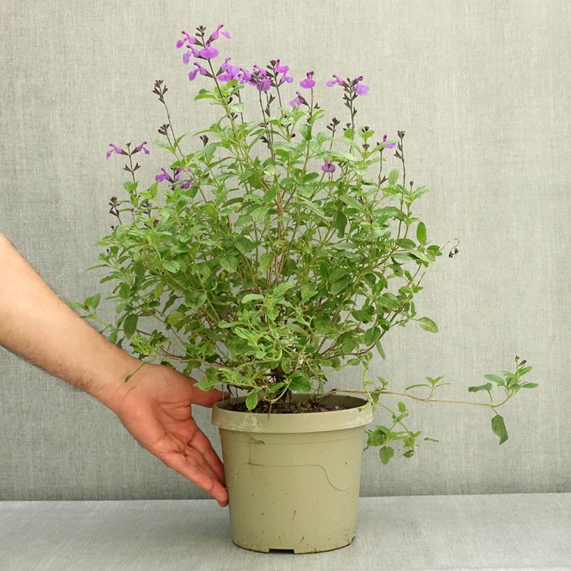 Spécimen de Sauge arbustive So Cool Purple - Salvia microphylla Pot de 3L/4L tel que livré en été