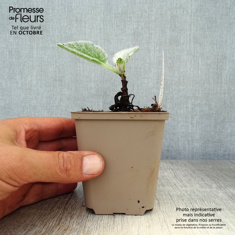 Spécimen de Sauge argentée - Salvia argentea  Godet de 8/9 cm tel que livré en automne