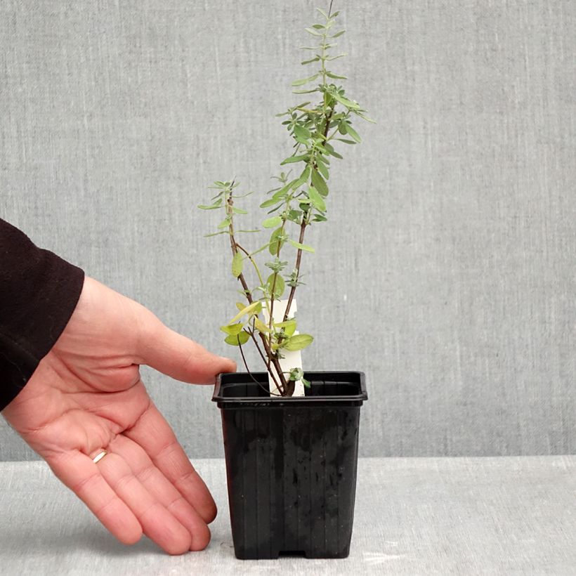 Spécimen de Sauge germandrée - Salvia chamaedryoides var. isochroma Godet de 8/9 cm tel que livré en automne