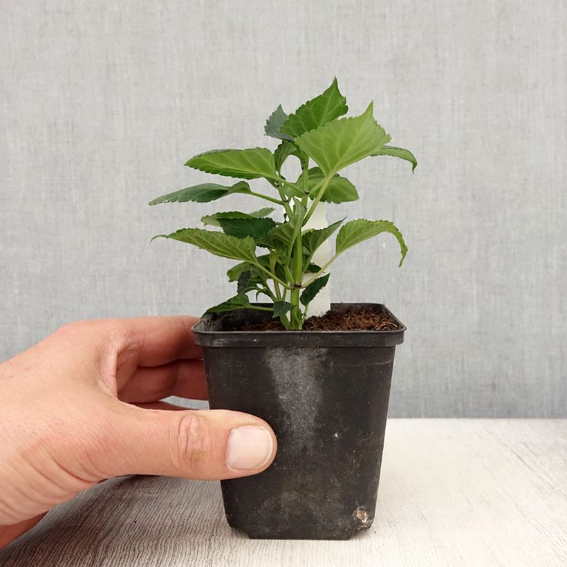 Salvia x spendens Gogo Purple 8/9 cm pot sample as delivered in spring