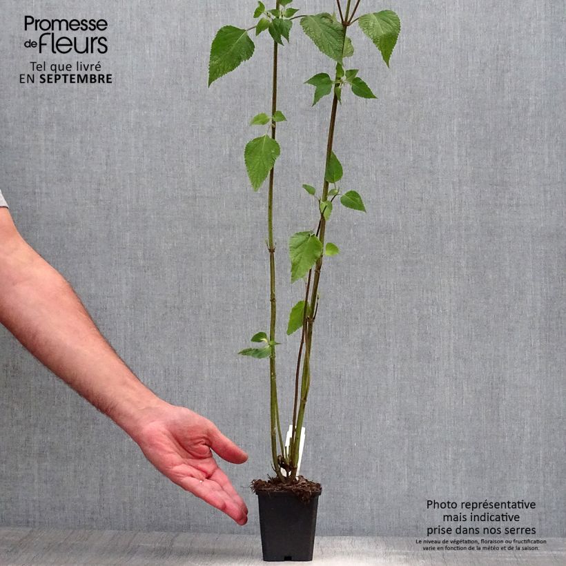 Spécimen de Sauge hybride Amistad violet - Salvia (x) guaranitica Godet de 8/9 cm tel que livré en automne