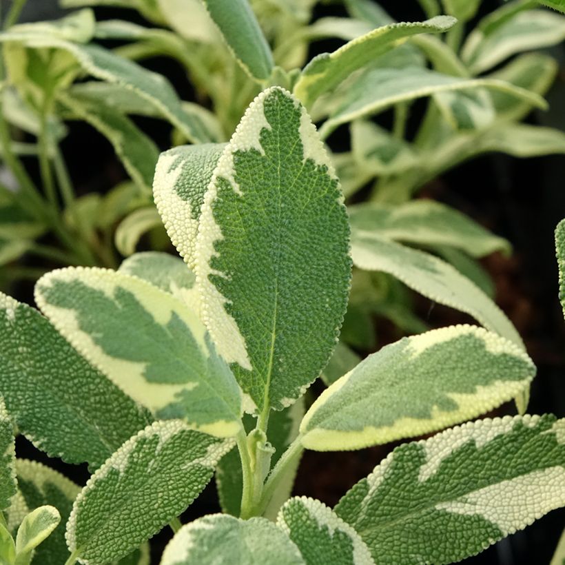 Sauge officinale Berggarten Variegated - Salvia officinalis (Feuillage)
