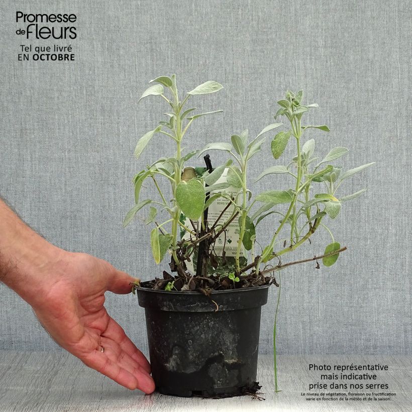 Spécimen de Sauge officinale Maxima - Salvia officinalis Pot de 1,5L/2L tel que livré en automne