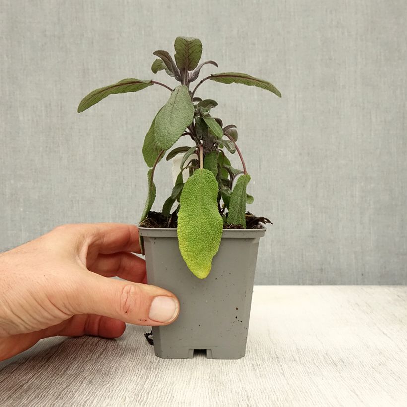 Spécimen de Sauge officinale Purpurascens - Sauge pourpre Godet de 7/8 cm tel que livré en automne