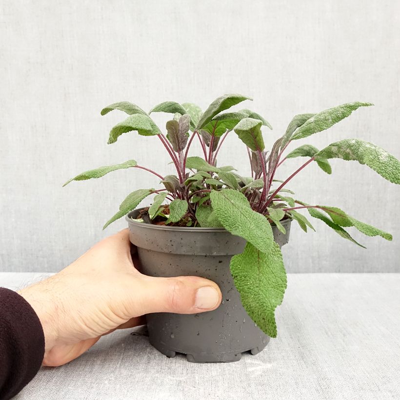 Spécimen de Sauge officinale Purpurascens - Sauge pourpre Pot de 1,5L/2L tel que livré en automne
