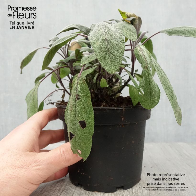 Spécimen de Sauge officinale Purpurascens - Sauge pourpre Pot de 1,5L/2L tel que livré en hiver