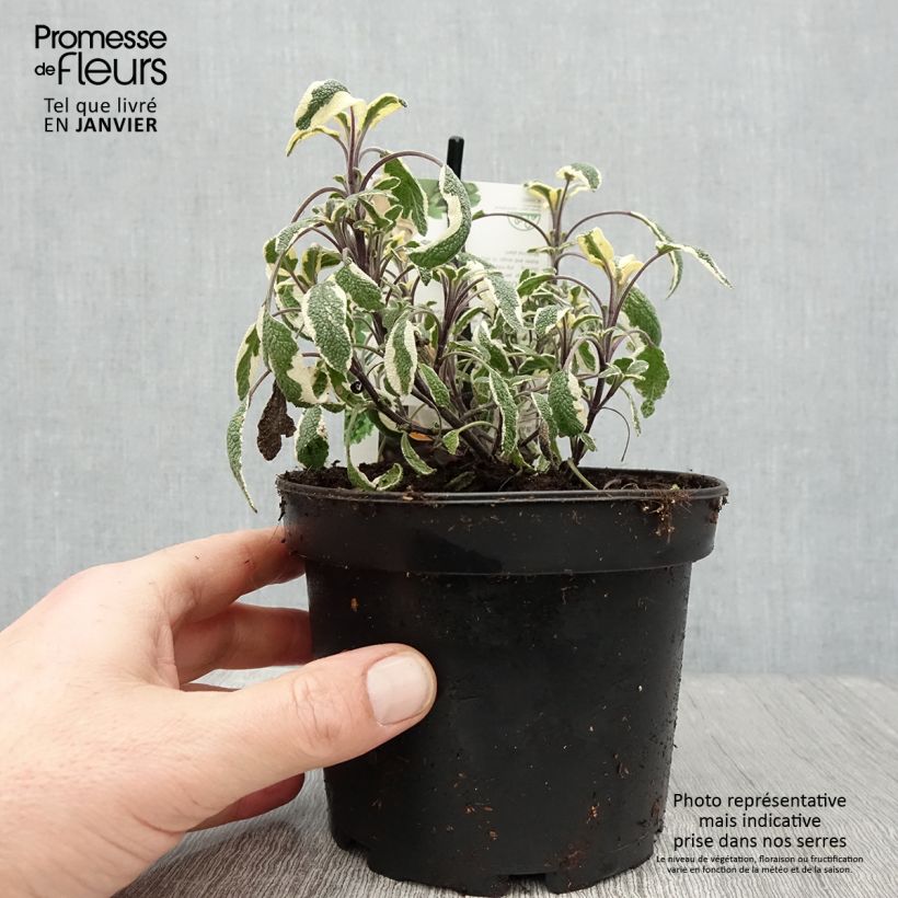 Spécimen de Sauge officinale Tricolor - Salvia officinalis Pot de 1,5L/2L tel que livré en hiver