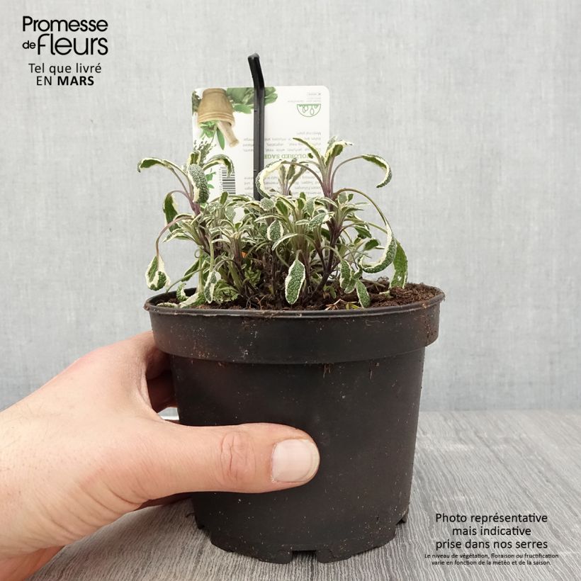 Spécimen de Sauge officinale Tricolor - Salvia officinalis Pot de 1,5L/2L tel que livré au printemps