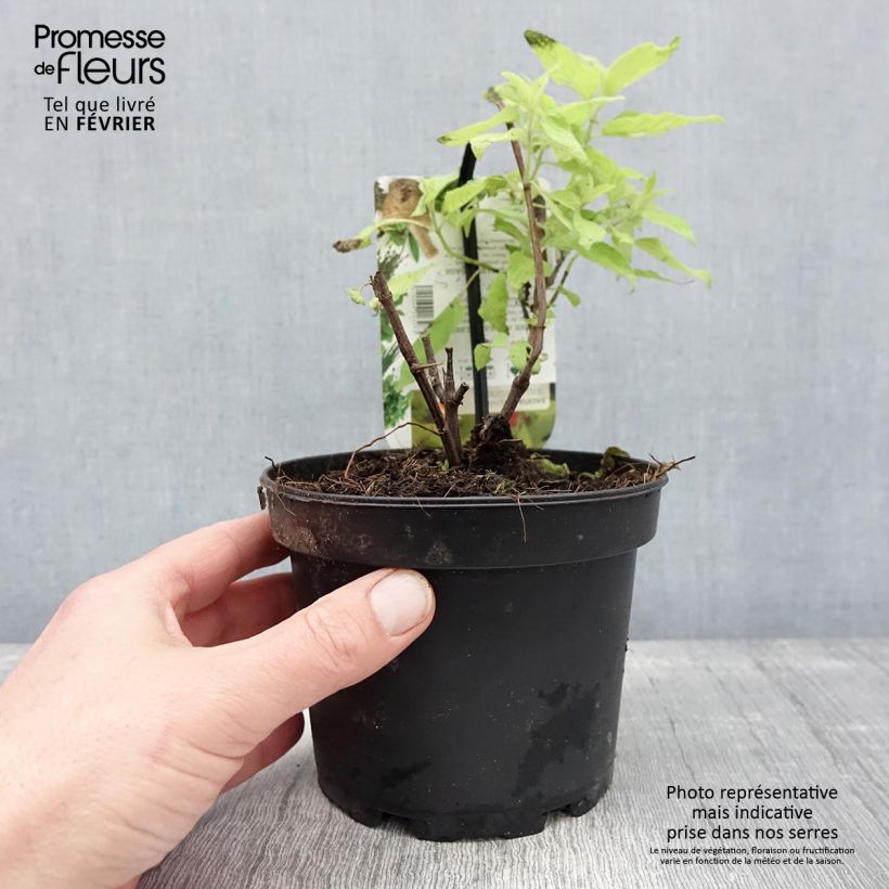 Spécimen de Sauge ananas Golden Delicious Pot de 1,5L/2L tel que livré en hiver