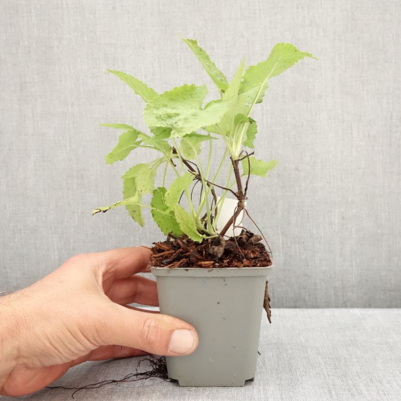 Spécimen de Sauge - Salvia glutinosa Godet de 8/9 cm tel que livré en automne