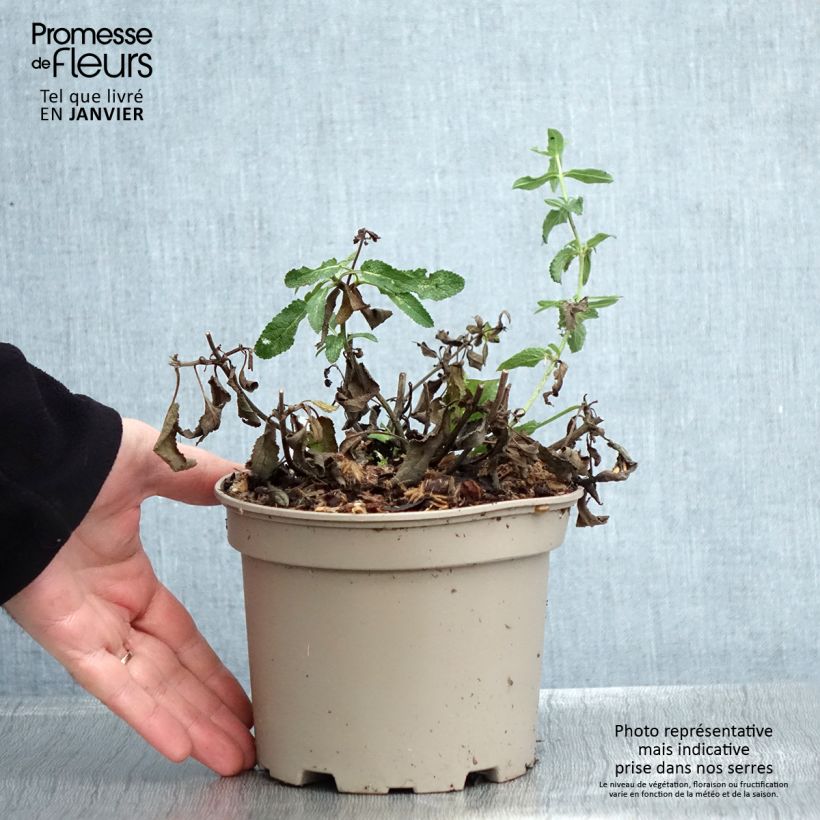 Spécimen de Sauge - Salvia nemorosa Amethyst Pot de 2L/3L tel que livré en hiver