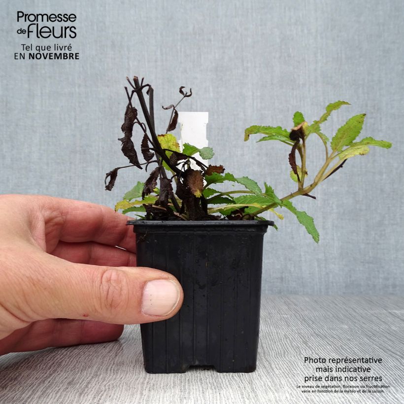 Spécimen de Salvia nemorosa Blauhügel Godet de 8/9 cm tel que livré en automne