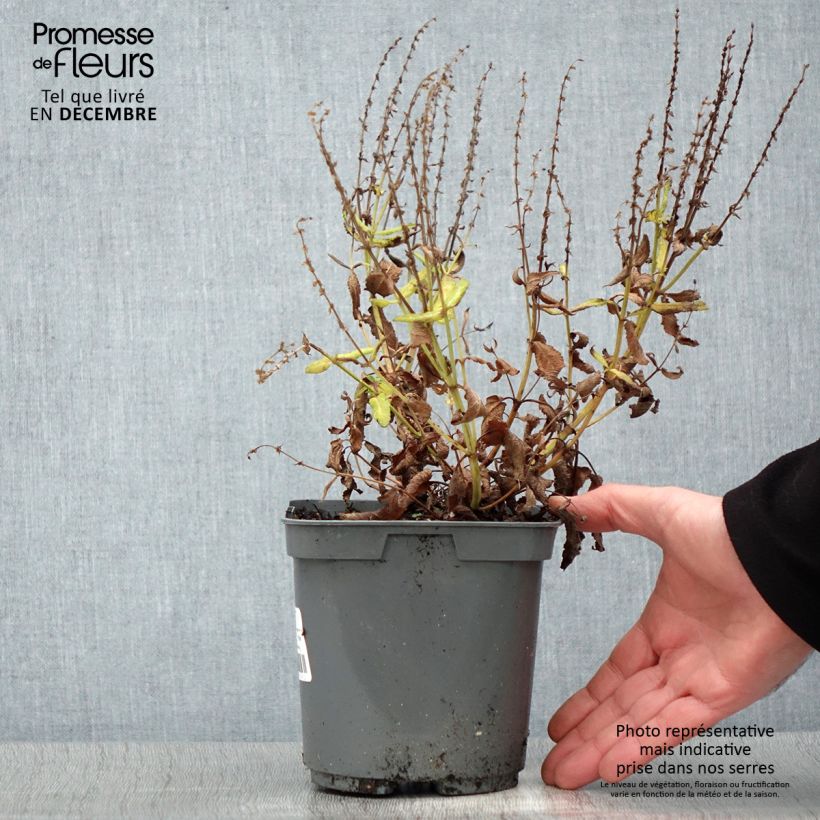 Spécimen de Salvia nemorosa Blauhügel Pot de 2L/3L tel que livré en hiver