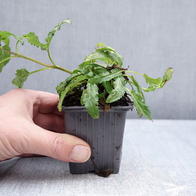 Spécimen de Sauge - Salvia nemorosa Caradonna Pink Godet de 8/9 cm tel que livré en hiver