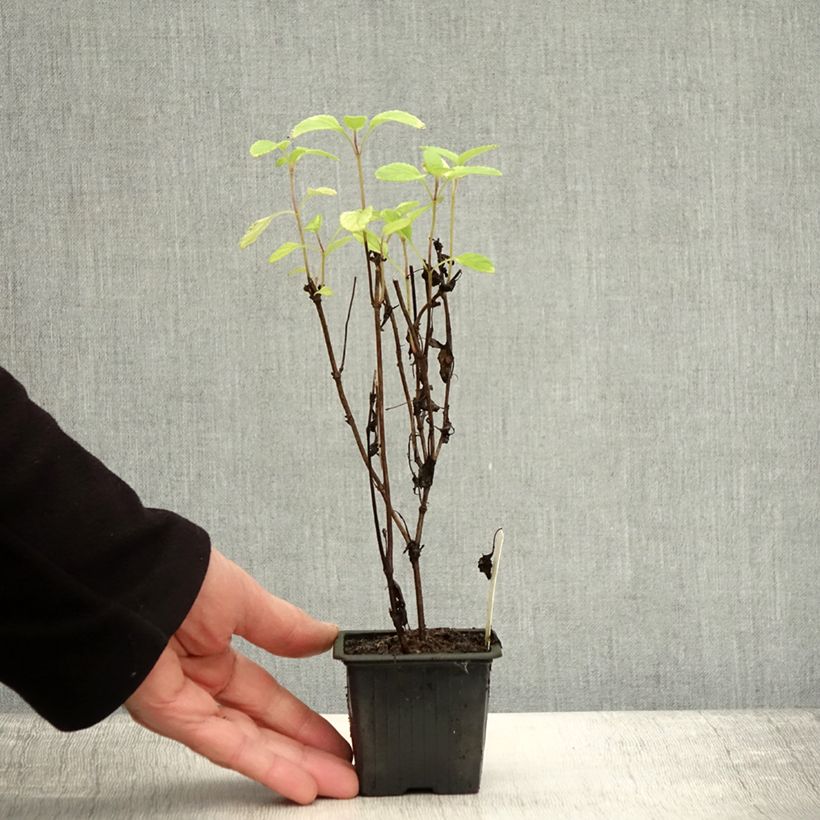 Spécimen de Salvia setulosa - Sauge hérissée Godet de 8/9 cm tel que livré en automne