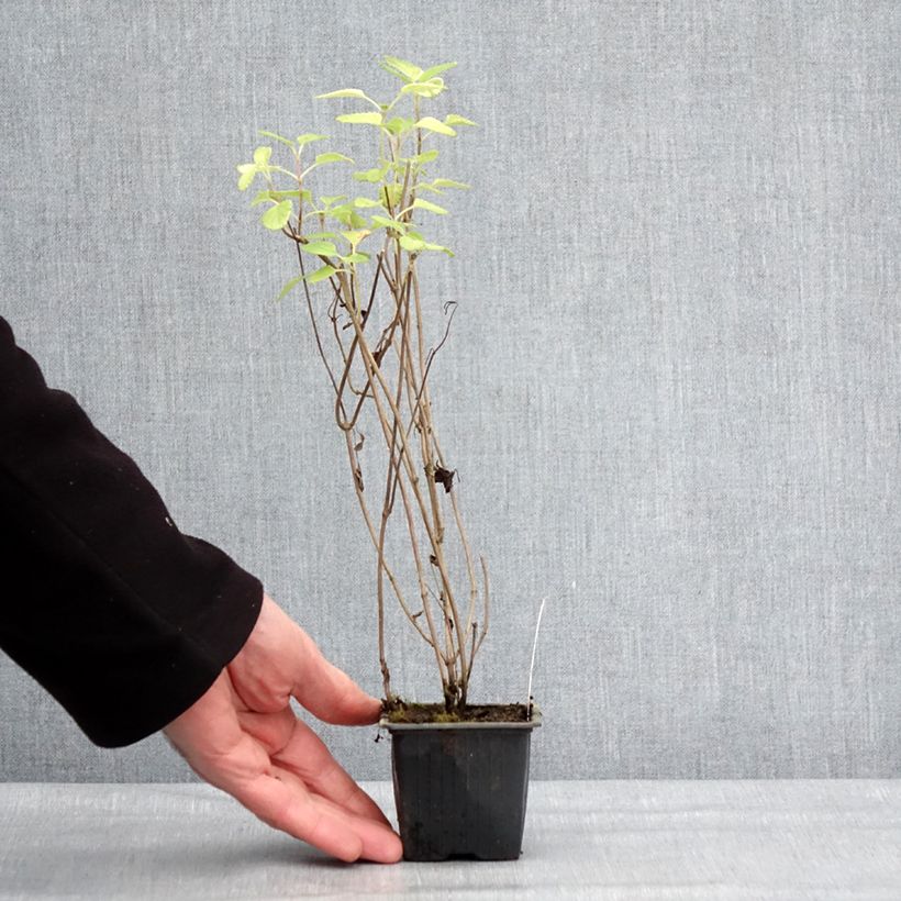 Spécimen de Salvia setulosa - Sauge hérissée Godet de 8/9 cm tel que livré en hiver