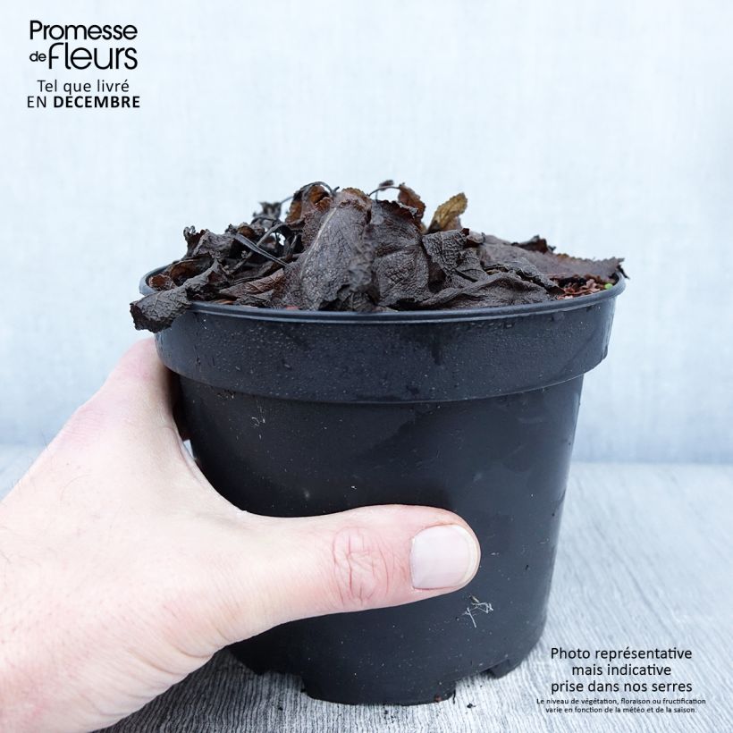 Spécimen de Sauge - Salvia sylvestris Rhapsody in Blue Pot de 2L/3L tel que livré en automne