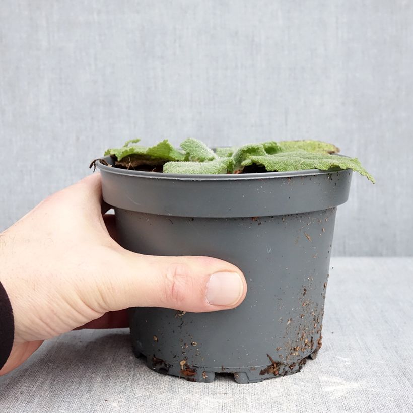 Spécimen de Sauge sclarée - Salvia sclarea Pot de 1,5L/2L tel que livré en hiver