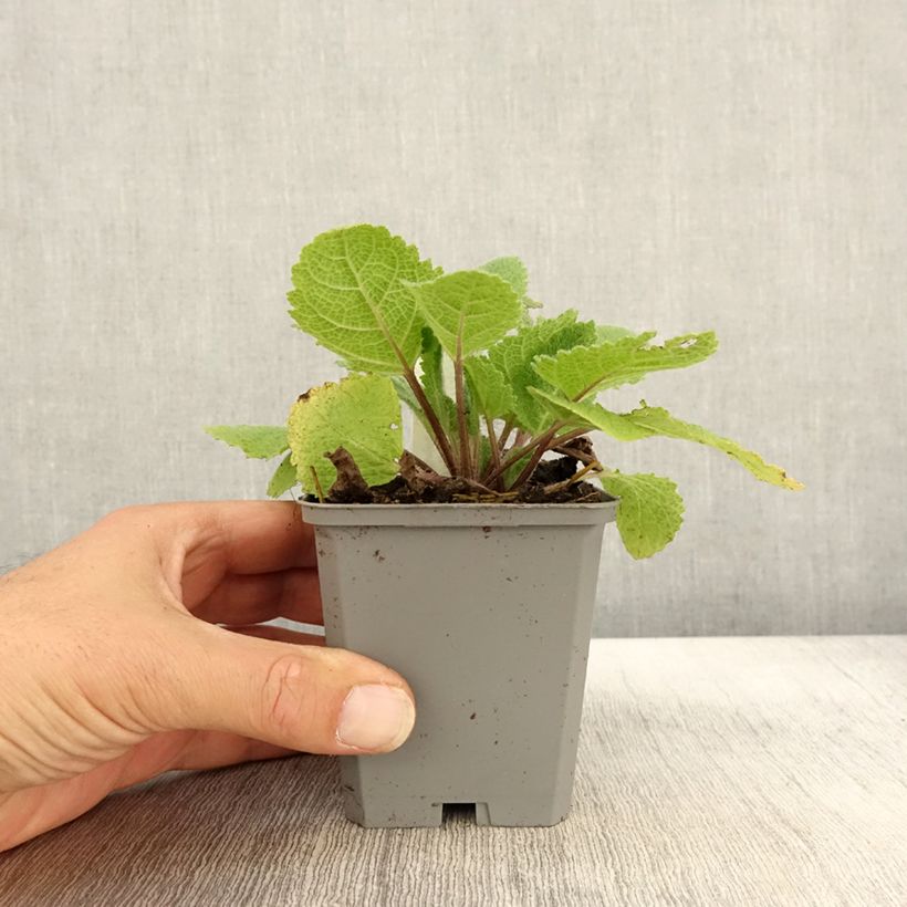 Spécimen de Sauge sclarée - Salvia sclarea Vatican White Godet de 8/9 cm tel que livré en automne