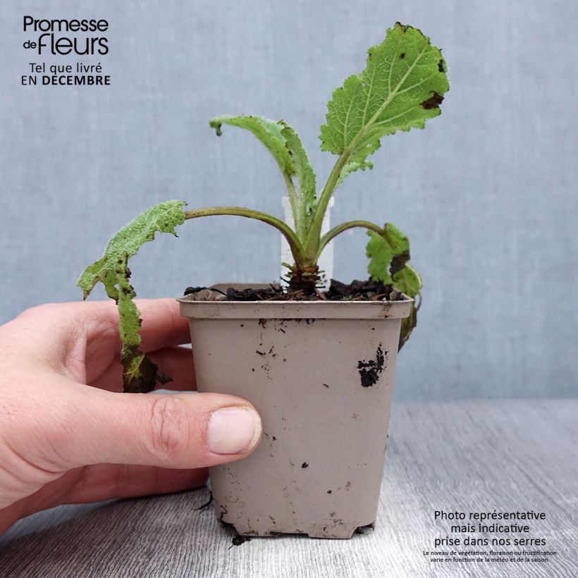 Spécimen de Sauge sclarée - Salvia sclarea Vatican White Godet de 8/9 cm tel que livré en hiver