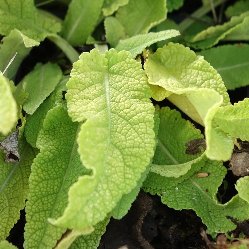 Sauge Spires Snow Kiss - Salvia hybrida (Feuillage)