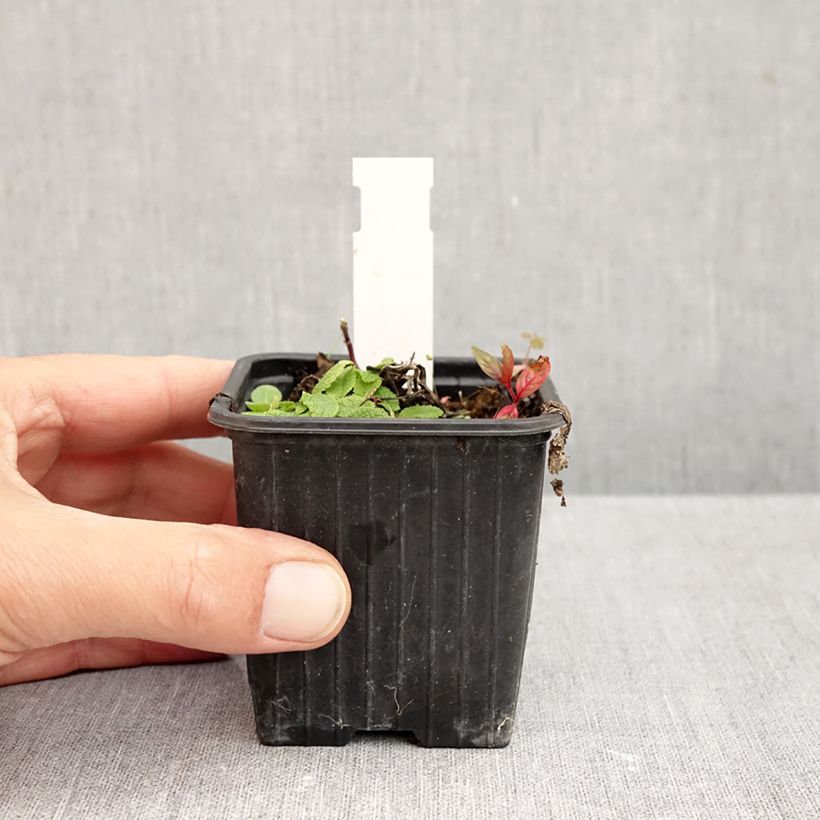 Spécimen de Sauge Spires Snow Kiss - Salvia hybrida Godet de 8/9 cm tel que livré en automne