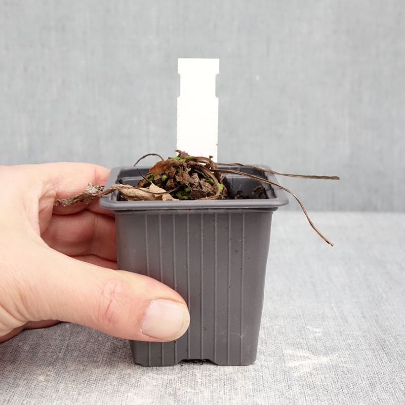 Spécimen de Sauge Spires Snow Kiss - Salvia hybrida Godet de 8/9 cm tel que livré en hiver