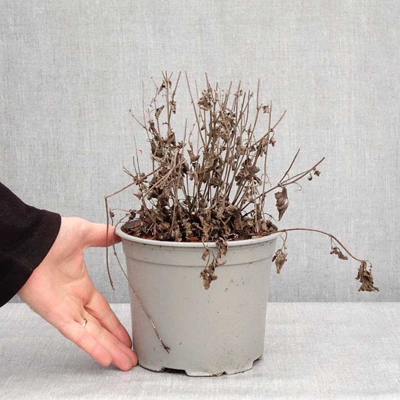 Spécimen de Sauge verticillée - Salvia verticillata Purple Rain Pot de 3L/4L tel que livré en hiver