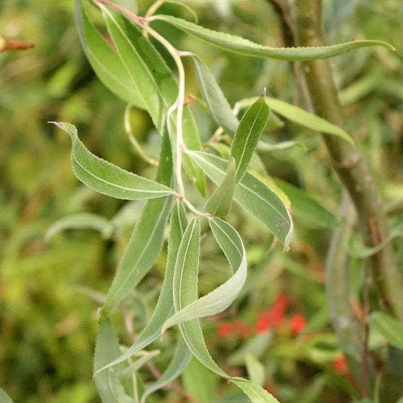 Saule blanc tortueux - Salix alba Dart's Snake (Feuillage)