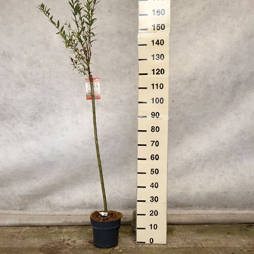 Spécimen de Saule crevette - Salix integra Flamingo Pot de 4L/5L, Greffé sur tige tel que livré en automne