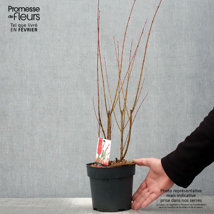 Spécimen de Saule crevette - Salix integra Flamingo Pot de 2L/3L tel que livré en hiver