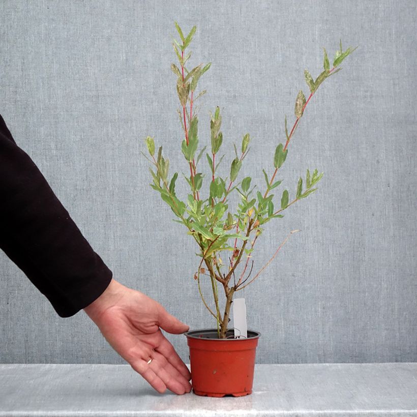 Spécimen de Saule crevette - Salix integra Hakuro Nishiki Pot de 10 cm/11cm tel que livré en automne