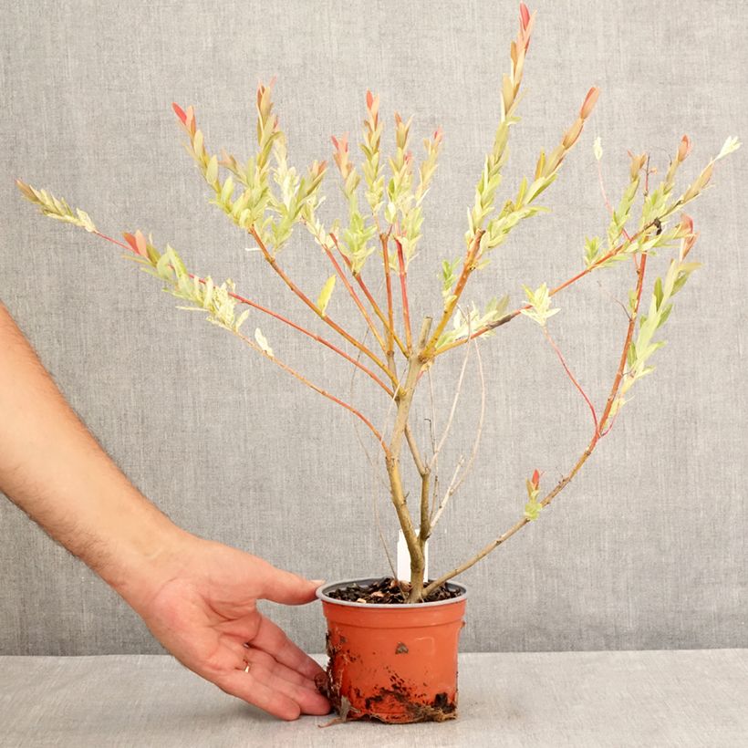 Spécimen de Saule crevette - Salix integra Hakuro Nishiki Pot de 10 cm/11cm tel que livré en été
