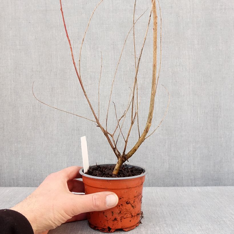 Spécimen de Saule crevette - Salix integra Hakuro Nishiki Pot de 10 cm/11cm tel que livré en hiver