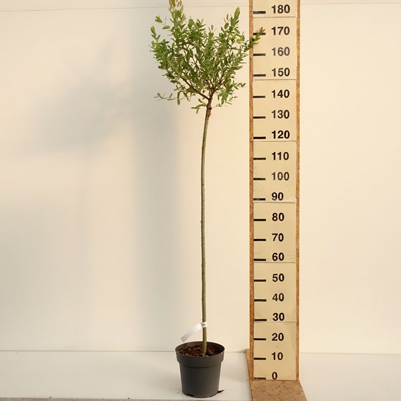 Spécimen de Saule crevette - Salix integra Hakuro Nishiki Pot de 4L/5L, Tige de 80 cm tel que livré en été