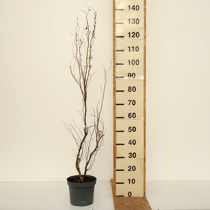 Spécimen de Saule de Pékin tortueux - Salix matsudana (babylonica) Tortuosa Pot de 2L/3L tel que livré en automne