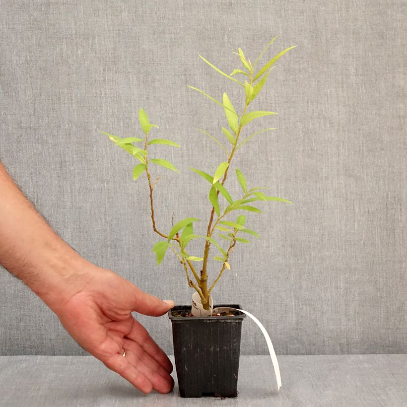 Spécimen de Saule doré -  Salix sachalinensis Golden Sunshine Godet de 8/9 cm tel que livré en été