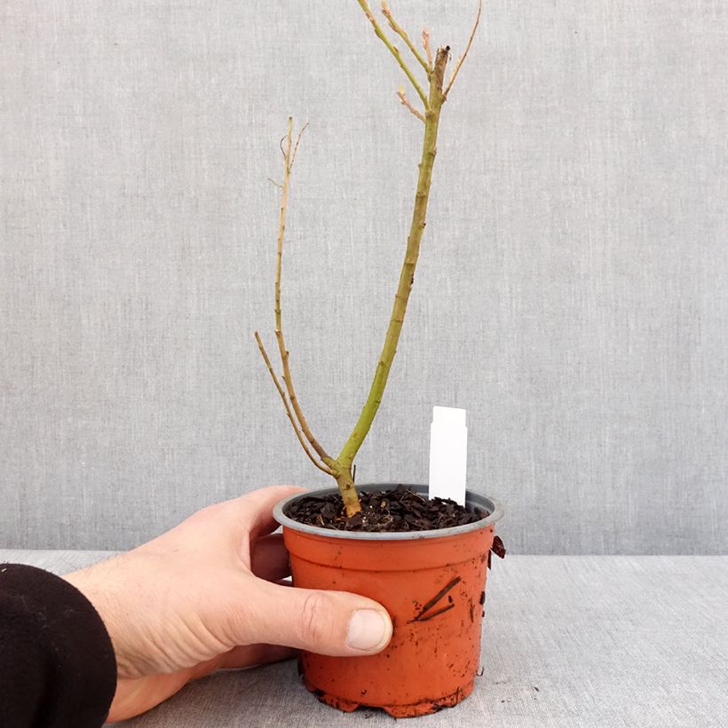 Spécimen de Saule doré -  Salix sachalinensis Golden Sunshine Godet de 8/9 cm tel que livré en hiver