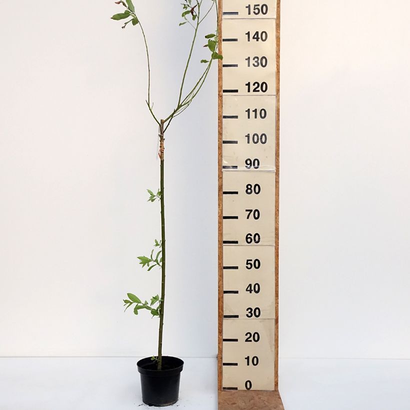 Spécimen de Saule Griffe de Loup - Salix gracilistyla Melanostachys Pot de 3L/4L, Tige tel que livré en automne