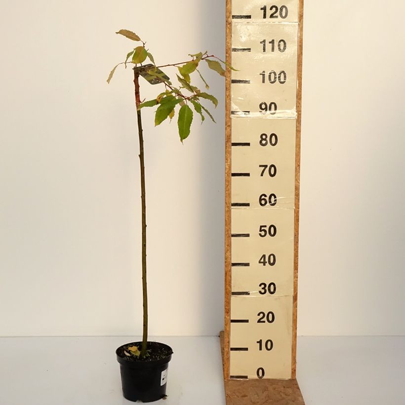 Spécimen de Saule marsault doré - Salix caprea Ogon Pot de 3L/4L, Tige tel que livré en automne