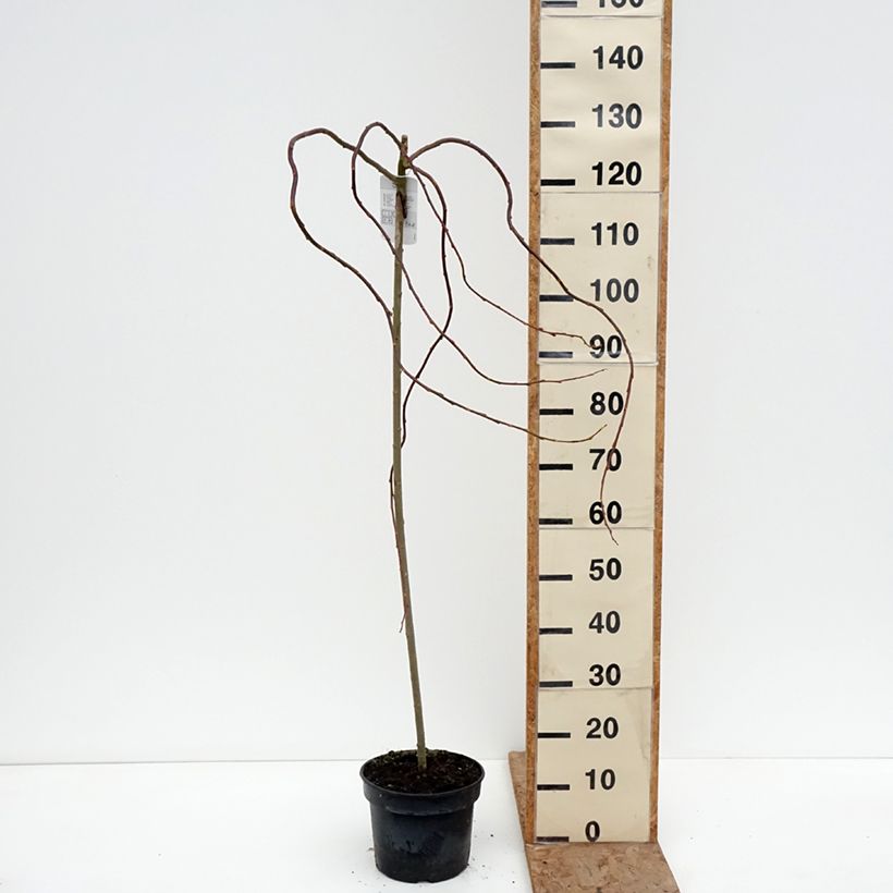 Spécimen de Saule marsault tortueux pleureur Curly Locks - Salix caprea Pot de 4L/5L, Tige tel que livré en hiver