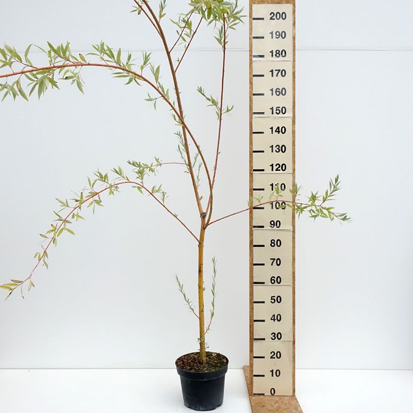 Spécimen de Saule pleureur hybride - Salix Pamiati Bażowa Pot de 7,5L/10L tel que livré en été