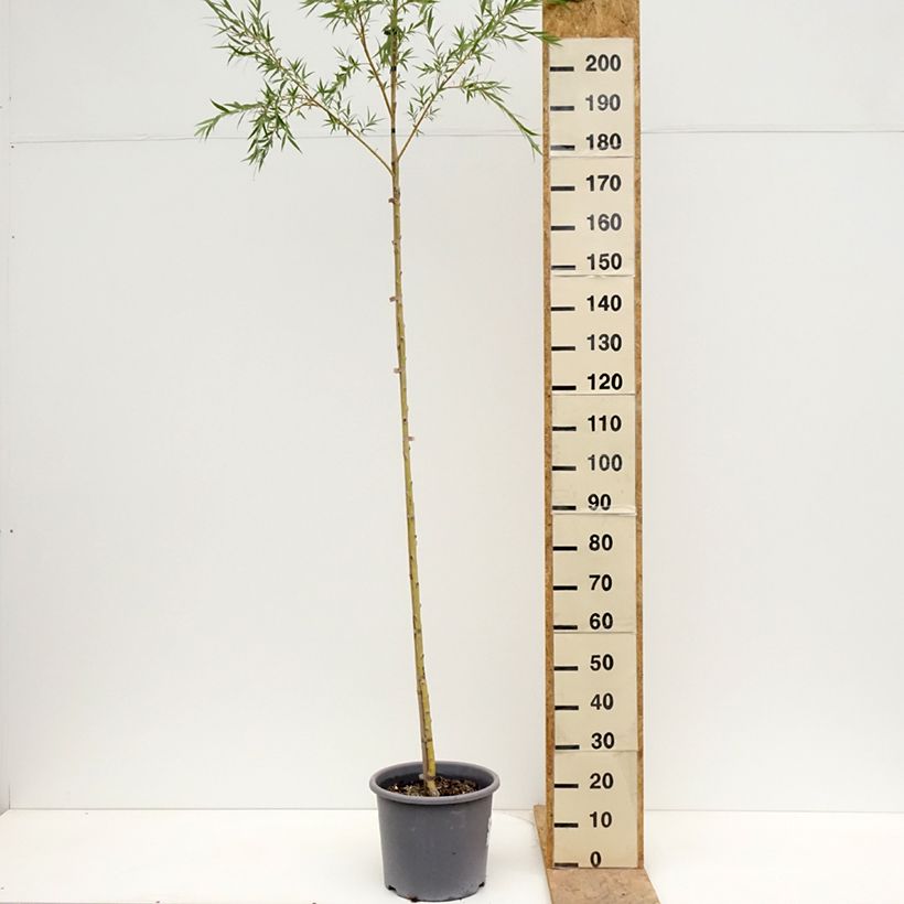 Spécimen de Saule pleureur - Salix alba Tristis Pot de 12L/15L, Baliveau tel que livré au printemps