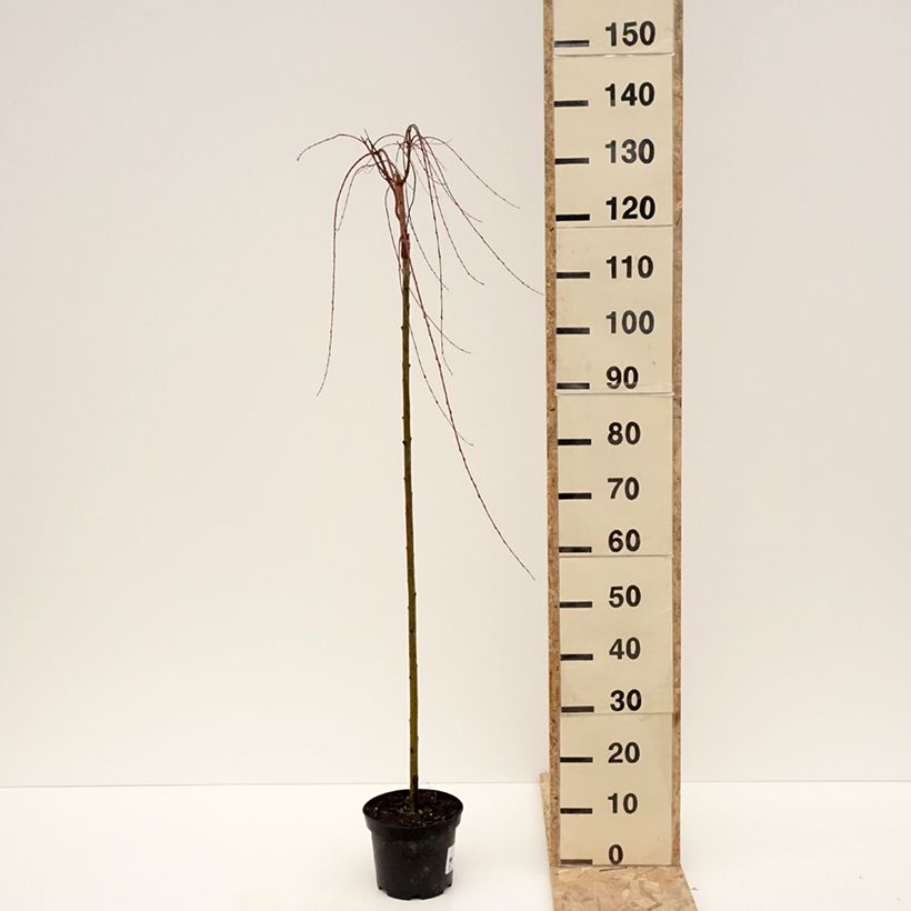 Spécimen de Saule pommelé pleureur - Salix integra Pendula Pot de 3L/4L, Tige de 100 cm tel que livré en hiver